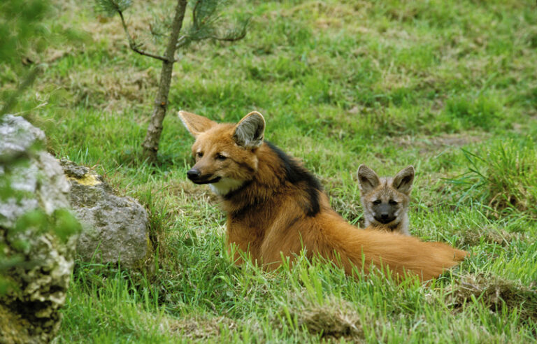 Photo de louveteaux à crinière nés en Bretagne, à La Bourbansais