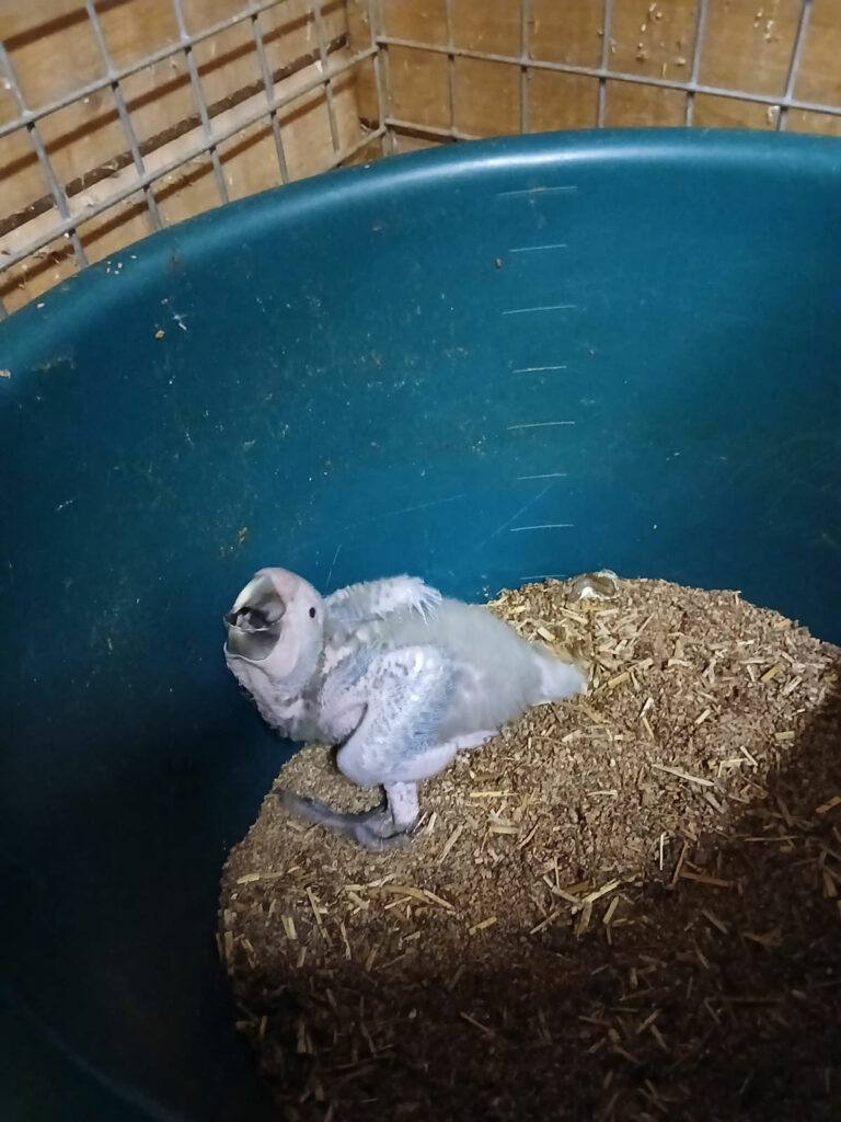 Naissance rare d'un Ara de buffon au Zoo