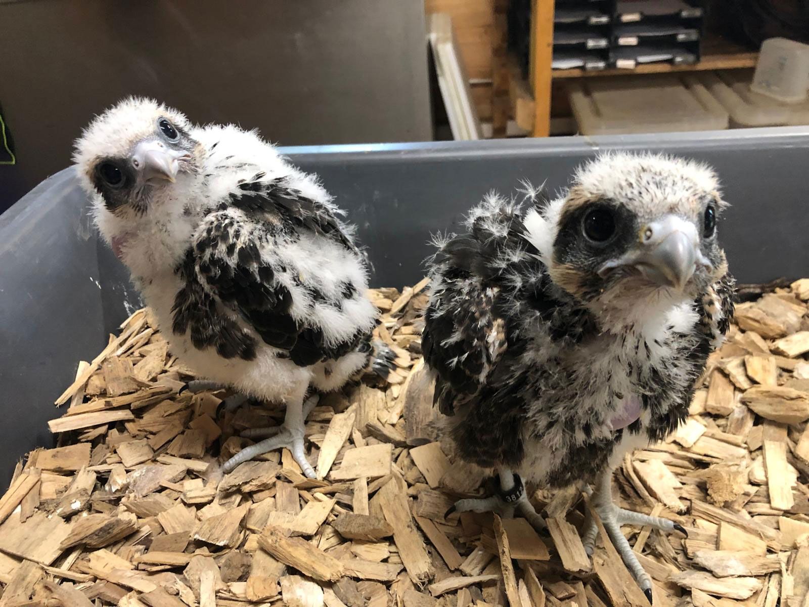 Naissances de Faucons Lanier au Zoo de La Bourbansais