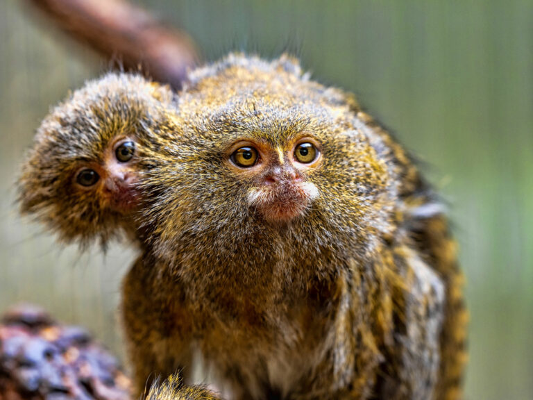 Ouistiti pygmé et sa maman au Zoo de La Bourbansais